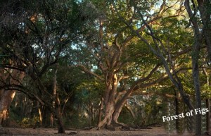 4-bishangari-fig-forest-path-3-m
